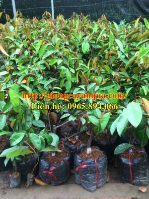 Cung cấp giống vú sữa lò rèn, cây giống vú sữa là rèn, giống vú sữa bơ hồng, vú sữa bơ hồng