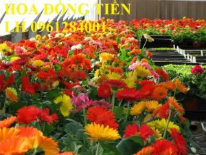 Chuyên cung cấp giống hoa đồng tiền, đồng tiền lùn, đồng tiền cao, hoa đồng tiền chơi tết
