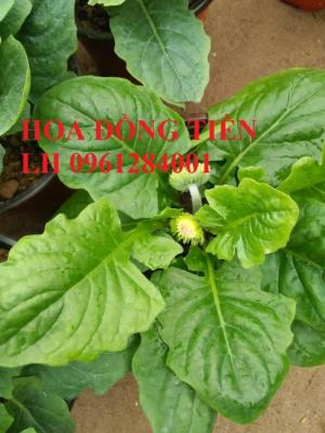 Chuyên cung cấp giống hoa đồng tiền, đồng tiền lùn, đồng tiền cao, hoa đồng tiền chơi tết