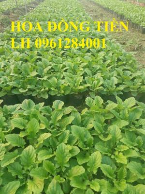 Chuyên cung cấp giống hoa đồng tiền, đồng tiền lùn, đồng tiền cao, hoa đồng tiền chơi tết