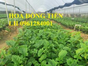 Chuyên cung cấp giống hoa đồng tiền, đồng tiền lùn, đồng tiền cao, hoa đồng tiền chơi tết