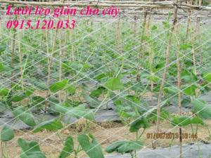Cây leo bình thường và phát triển đồng đều