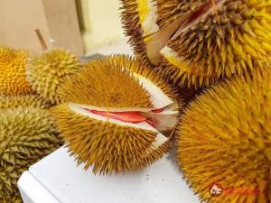 Bán giống cây sầu riêng ruột đỏ
