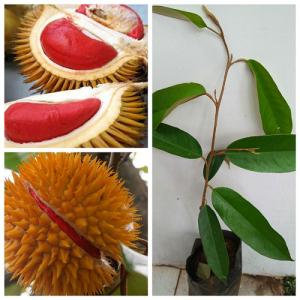 Bán giống cây sầu riêng ruột đỏ