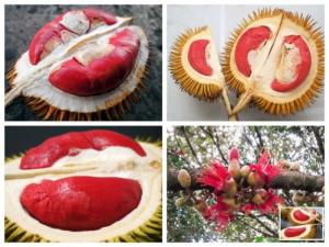 Bán giống cây sầu riêng ruột đỏ