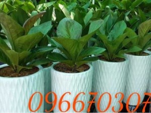 Cây đại phú quý cây cảnh văn phòng