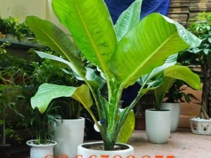 Cây đại phú quý cây cảnh văn phòng