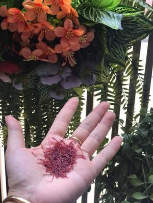 Saffron Nhuỵ Hoa Nghệ Tây Ấn Độ