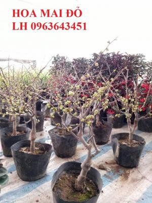Sỉ, lẻ cây mai đỏ, cây hoa mai đỏ bán tết, cây hoa mai đỏ bonsai, uy tín, giao toàn quốc