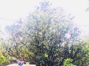 Cây mai tứ quý hoành 65cm