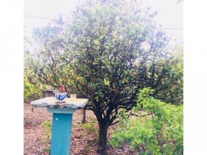 Cây mai tứ quý hoành 65cm