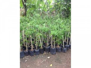 Cây giống tầm vông mỡ & tre mạnh tông