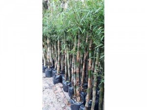 Cây giống tầm vông mỡ & tre mạnh tông