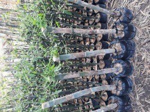 Cây giống tre mạnh tông