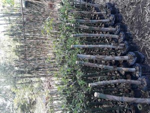 Cây giống tre mạnh tông
