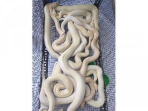 Trăn bạch nha với các loại bò sát khác cân ib