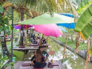 Dừa kiểng dừa xiêm lùng