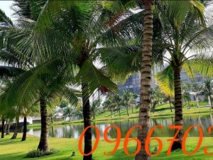 Dừa kiểng dừa xiêm lùng