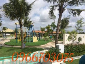 Dừa kiểng dừa xiêm lùng