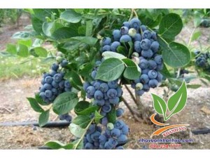 Cây Việt Quất Đang Có Trái Sẵn