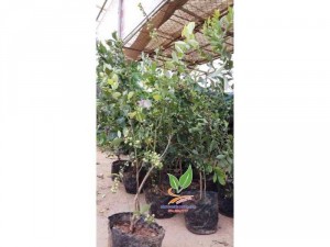 Cây Việt Quất Đang Có Trái Sẵn