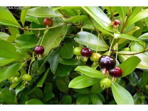 Cây Cherry Nhiệt Đới Đến Mùa Có Quả