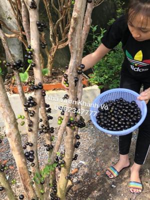 Cây nho thân gỗ