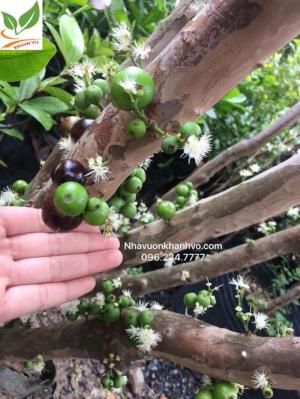 Cây nho thân gỗ