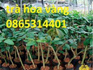 Giống trà hoa vàng cây giống chuẩn, cung cấp cây giống cây choai, giao hàng toàn quốc.