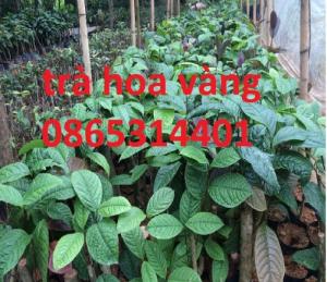 Giống trà hoa vàng cây giống chuẩn, cung cấp cây giống cây choai, giao hàng toàn quốc.