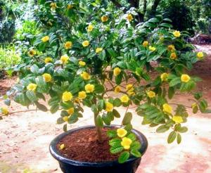 Giống trà hoa vàng cây giống chuẩn, cung cấp cây giống cây choai, giao hàng toàn quốc.