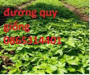 Giống cây đương quy, cây giống, hạt giống đương quy nhật bản, đương quy trung quốc.