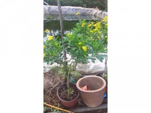Tree cúc thân gỗ nhỏ