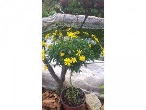 Tree cúc thân gỗ nhỏ