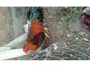 Gà điều 2.6 kg ( có 2 vãi to ngay cua)