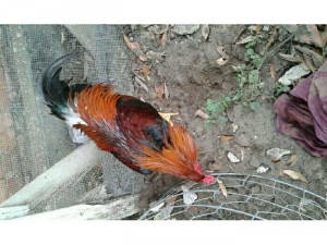 Gà điều 2.6 kg ( có 2 vãi to ngay cua)