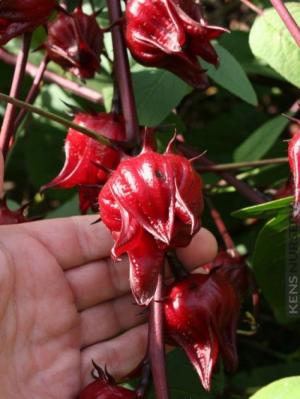Sỉ lẻ hoa Atiso đỏ, hoa Hibiscus, hoa Bụp giấm toàn quốc