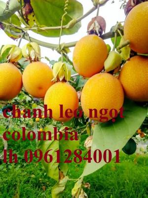 Địa chỉ uy tín cung cấp giống cây chanh leo vàng Colombia, chanh leo vàng ngọt