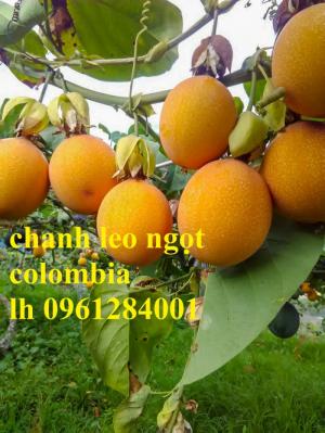 Địa chỉ uy tín cung cấp giống cây chanh leo vàng Colombia, chanh leo vàng ngọt