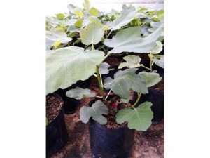 Sung mỹ Black Genoa cây giống