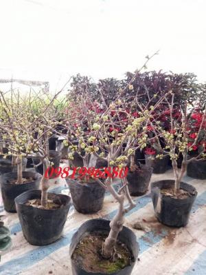 Hoa mai đỏ