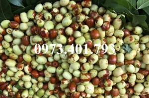 Cây Giống Hồng Táo, Táo Tân Cương, Táo Tàu Thuốc Bắc