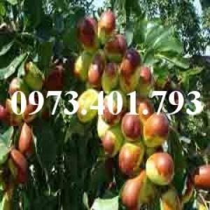 Cây Giống Hồng Táo, Táo Tân Cương, Táo Tàu Thuốc Bắc