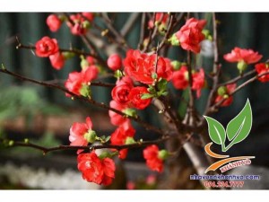 Cây hoa mai đỏ trưng mùa tết