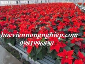 Màu đỏ của cây trạng nguyên sẽ mang lại may mắn - Ảnh: 1