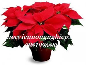 Màu đỏ của cây trạng nguyên sẽ mang lại may mắn - Ảnh: 2