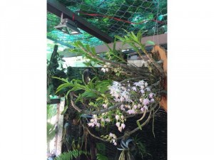 Chính chủ cần bán nhà có sổ đỏ