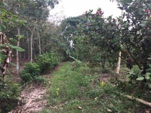 Cần bán đất xã Sông Nhãn,Cẩm Mỹ ,Đồng Nai