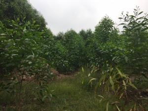 Cần bán đất xã Sông Nhãn,Cẩm Mỹ ,Đồng Nai
