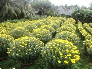 Cúc đại đoá